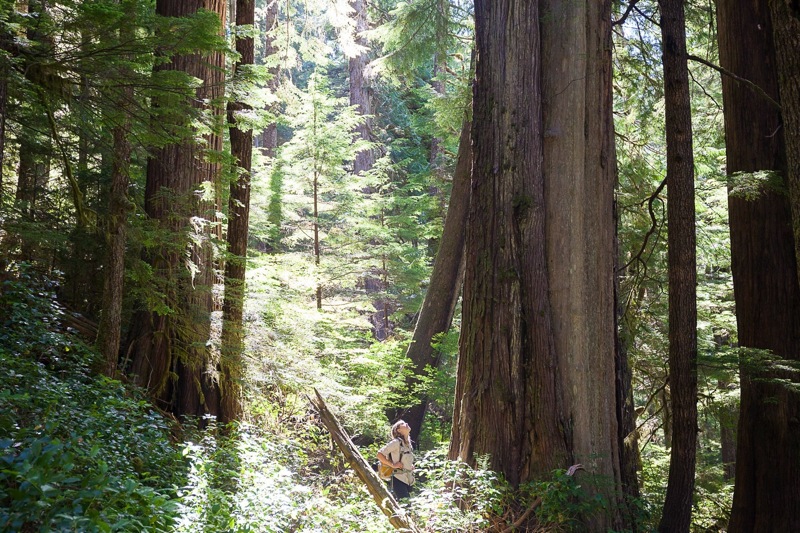 Ancient Forest Alliance's (AFA) Jackie Korn stands amongst incredible old-growth redcedar trees in proposed cutblock 4412 in the Central Walbran Ancient Forest.