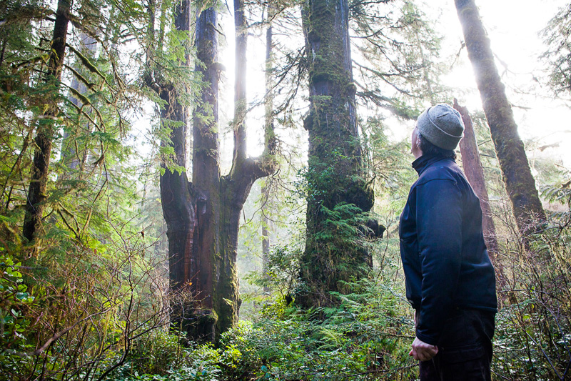 Port Renfrew Chamber of Commerce President Dan Hager stands before the Emerald Giant in the Central Walbran Valley.