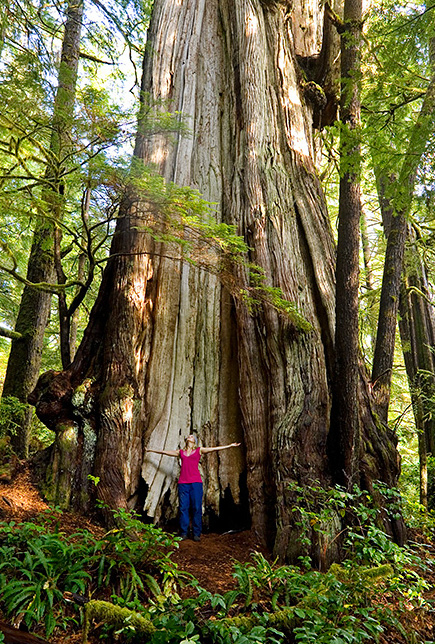 The Cheewhat Giant is over 6 meters (20 feet) in trunk diameter