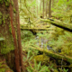 Children's Forest - Cortes Island