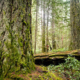 Old-growth Douglas-fir trees in the Squirrel Cove Ancient Forest on Cortes Island.