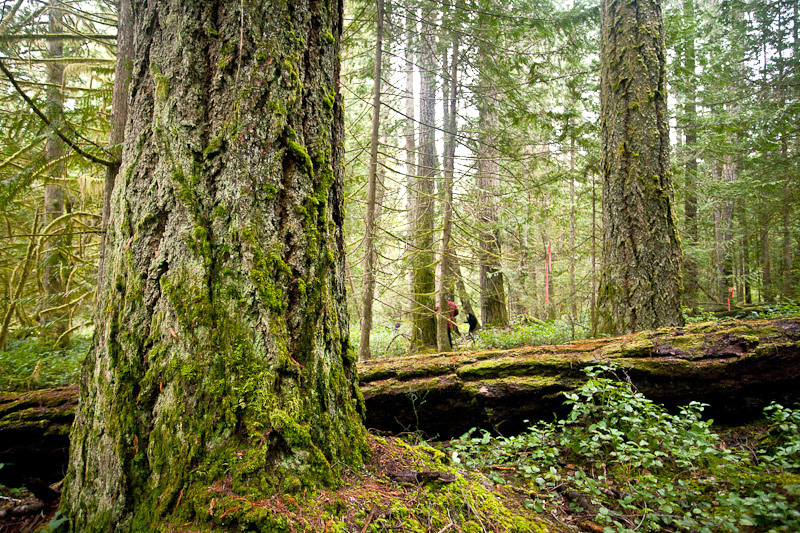 Old-growth Douglas-fir trees in the Squirrel Cove Ancient Forest on Cortes Island.