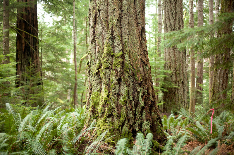 Old-growth Douglas-fir trees on Cortes Island.