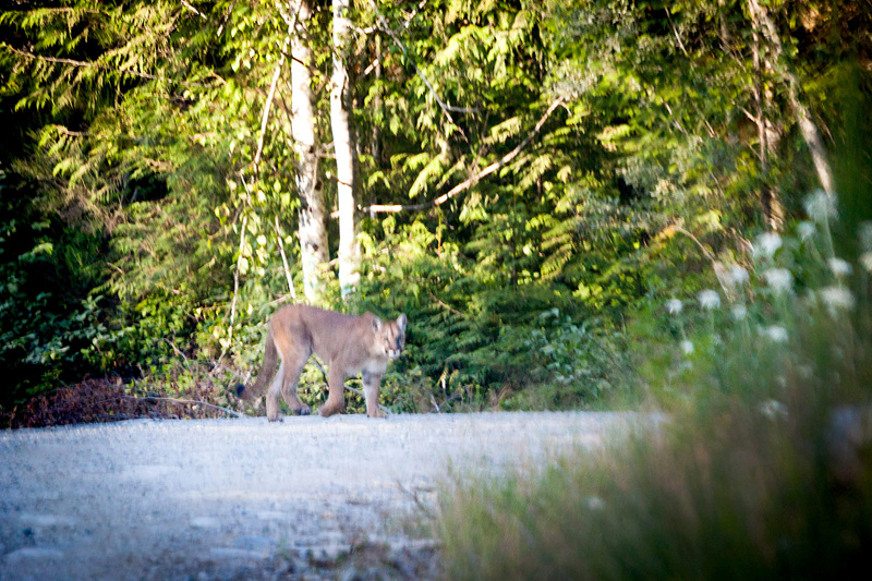 A rare photo of a cougar captured in the endangered Walbran Valley through the front window of AFA photographer TJ Watt's car.