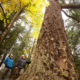 AFA's Ken Wu and Joan Varley stand beside a giant old-growth Douglas-fir on unused DND lands along Ocean Boulevard in Colwood