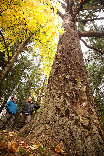 AFA's Ken Wu and Joan Varley stand beside a giant old-growth Douglas-fir on unused DND lands along Ocean Boulevard in Colwood