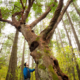 AFA's Ken Wu stands beside a giant Arbutus tree on unused DND lands along Ocean Boulevard near Fort Rodd National Historic Park