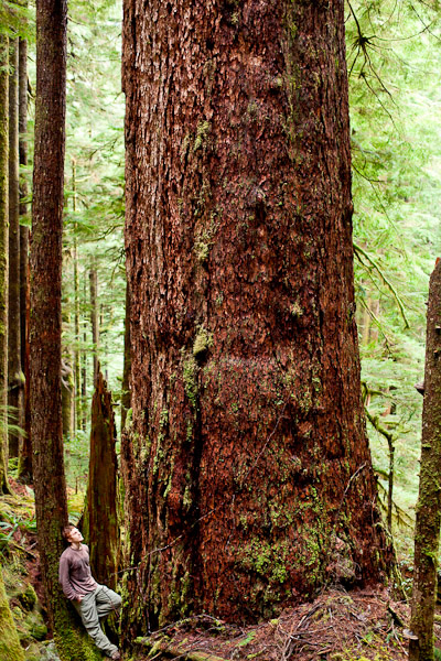 Ancient Forest Alliance photographer TJ Watt stands beside a giant old-growth Douglas-fir tree he located in the Gordon River Valley near Port Renfrew. The tree measures over 31ft in circumference