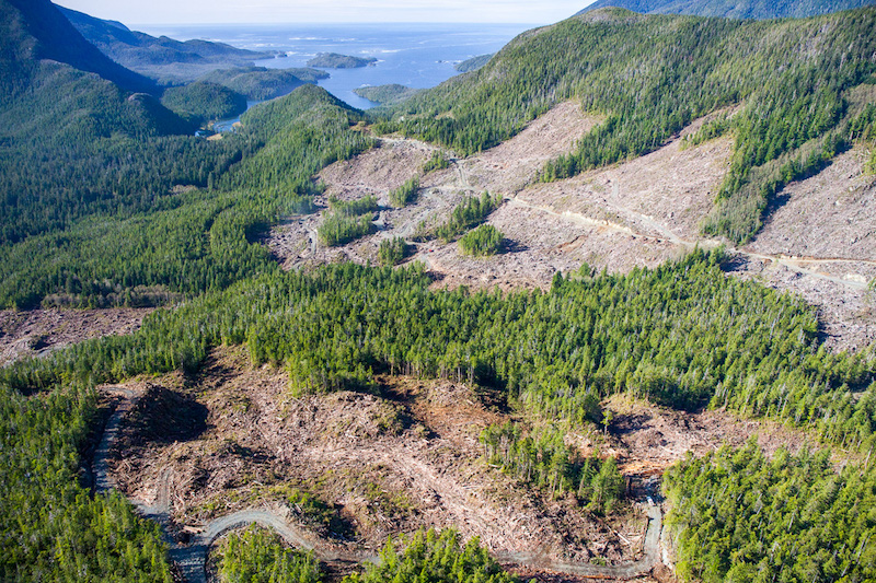 Aerial photo of East Creek logging in 2015