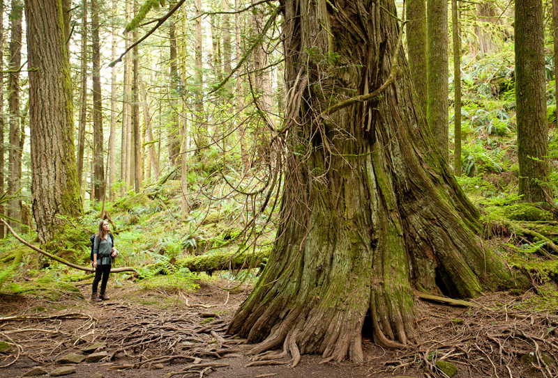 AFA's Hannah Carpendale stands near a giant red cedar and Douglas-fir in the Echo Lake ancient forest.