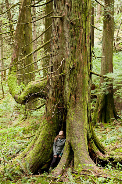 AFA's Hannah Carpendale nestled in a gnarly old-growth red cedar tree in the Echo Lake Ancient Forest.