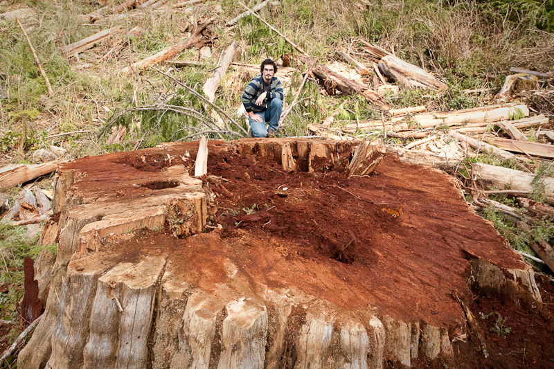 Giant stump of a recently cut redcedar measuring over 14ft across found near the Avatar Grove outside of Port Renfrew