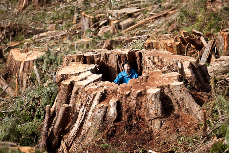 A giant 14ft diameter old-growth redcedar stump sits among dozens more in the clearcut near Port Renfrew