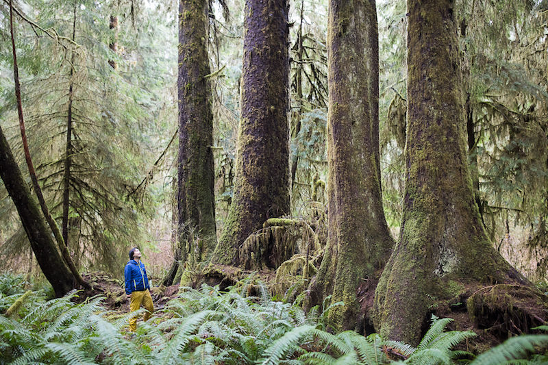 AFA Executive Director Ken Wu stands alongside a row of Sitka spruce and western hemlock trees growing in a line out of a nurse log in the unprotected FernGully Grove near Port Renfrew.