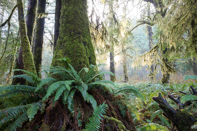 Sun shines through the moss and ferns in the unprotected FernGully Grove near Port Renfrew.