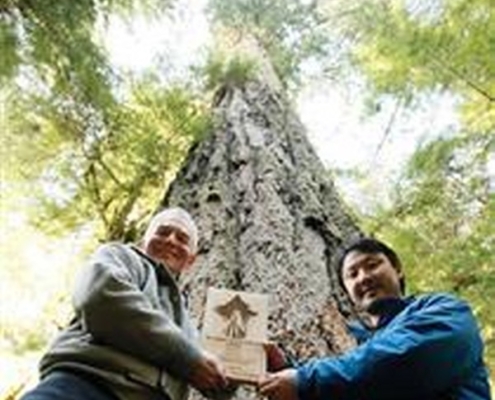 At Cathedral Grove