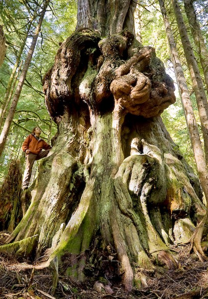 Canada's Gnarliest Tree found in Avatar Grove