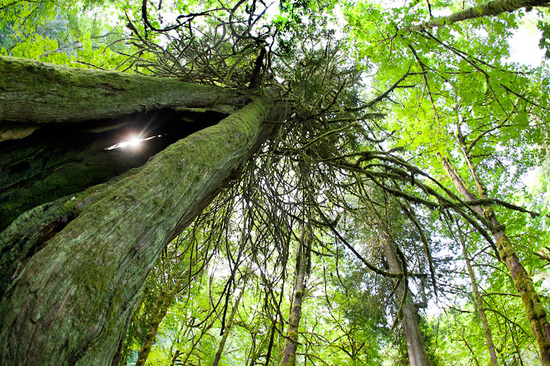 A giant old-growth redcedar in lush rainforest of Goldstream Park where the photography workshop will be held.