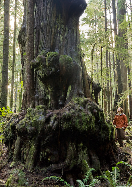 Photographer TJ Watt is dwarfed by one of the huge alien shaped Red Cedar's in the threatened Avatar Grove near Port Renfrew