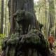 A massive redcedar in the endangered Avatar Grove near Port Renfrew