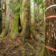 Orange flagging tape marked "Falling Boundary" ropes off massive red cedars in a section of the Avatar Grove near Port Renfrew