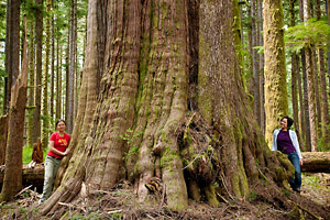 Employment Opportunity:  Canvass Director for the Ancient Forest Alliance in VANCOUVER
