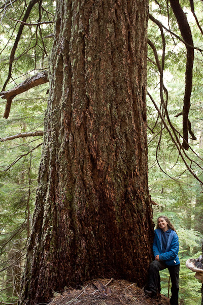 Local Port Alberni activist Jane Morden stands beside the McLaughlin Giant - an old-growth Douglas-fir measuring 23.5ft in circumference / 7.5ft in diameter.