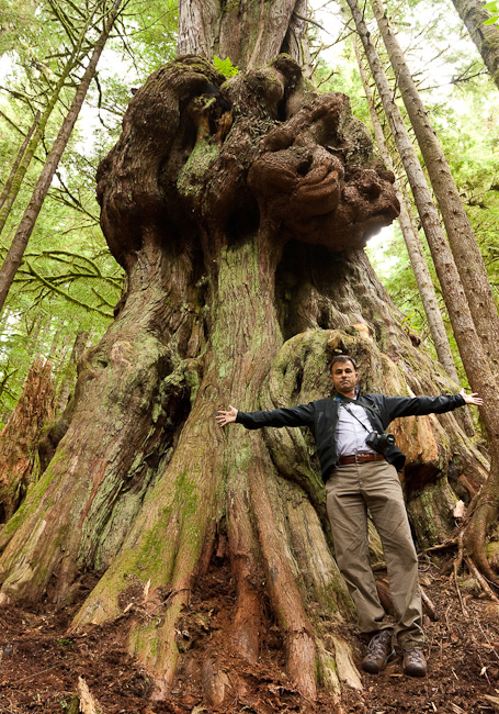 MP Keith Martin stands in front of "Canada's Gnarliest Tree" in the endangered Upper Avatar Grove.