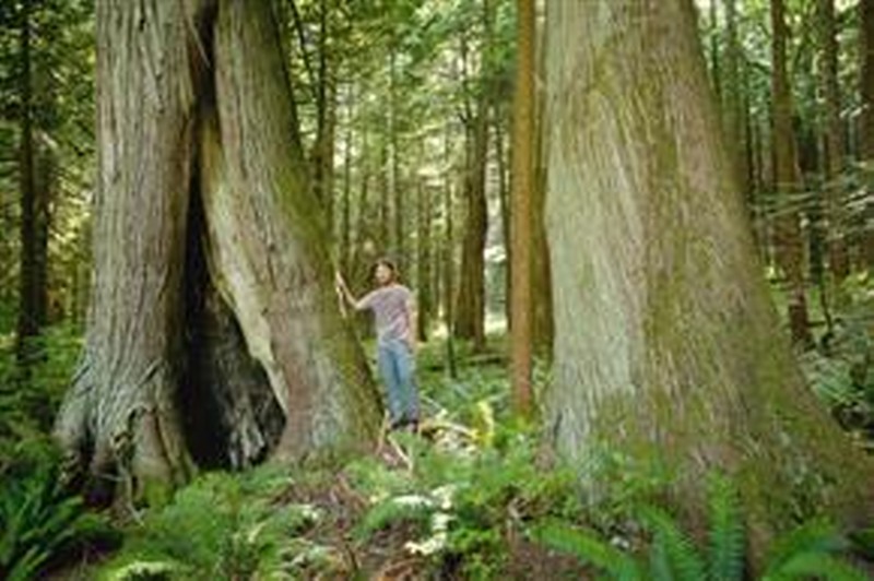 Ken Wu of the Ancient Forest Alliance is seeking full protection of old growth forests around Echo Lake as roost habitat for bald ealges in the Harrison River area.