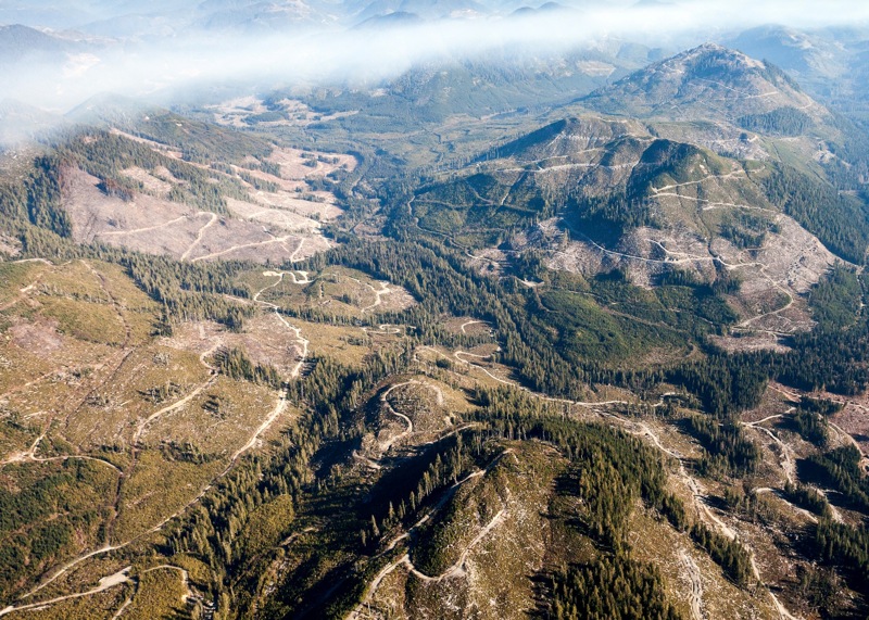 Forest Giveaway Plan for Timber Companies Threatens BC’s Public Forest Lands! Please SPEAK UP Now – May 30 noon Deadline!