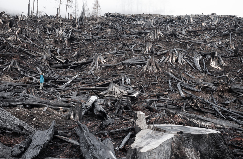 A photo of a burnt Vancouver Island clearcut - where an old-growth temperate rainforest once stood - has been chosen for exhibition in the international photography competition