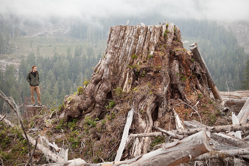 Old-growth redar stump - Klanawa Valley