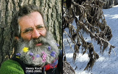 The horsehair lichen – which Hansen says resembles Kock's beard – will be known as Bryoria kockiana.