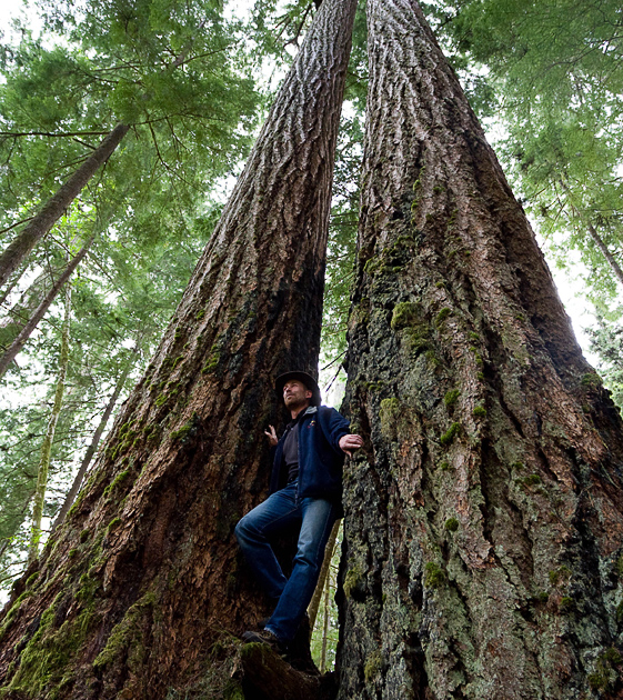 Rare old-growth Douglas Fir trees in the threatend Koksilah River grove.