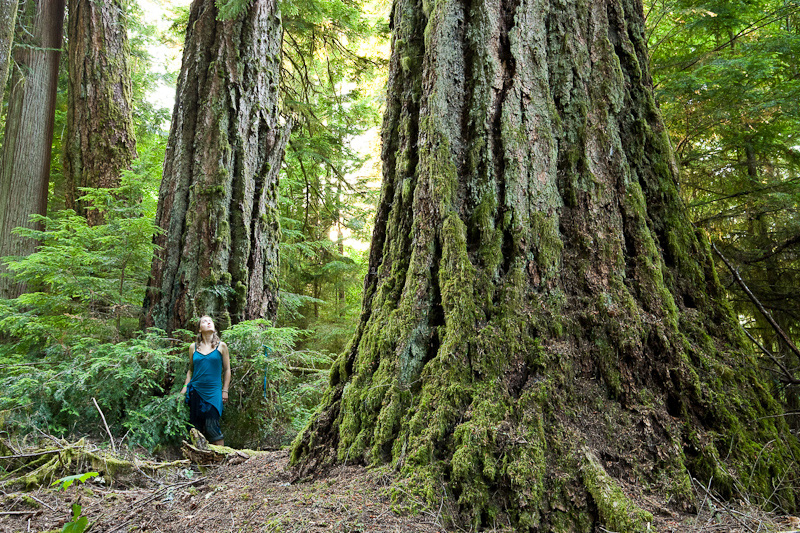 Ancient Forest Alliance campaigner Hannah Carpendale stands amongst giant old-growth Douglas-firs alongside the Koksilah River. These lands could be at risk of being logged by the pension funds.