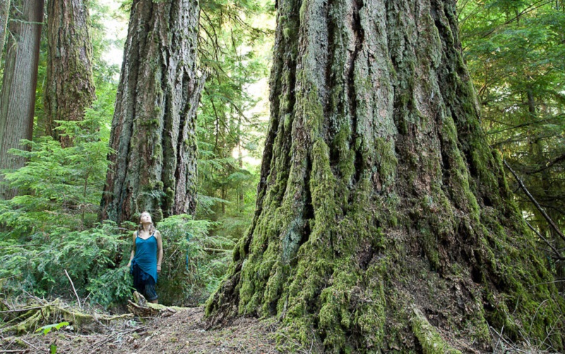 Koksilah Ancient Forest on Vancouver Island