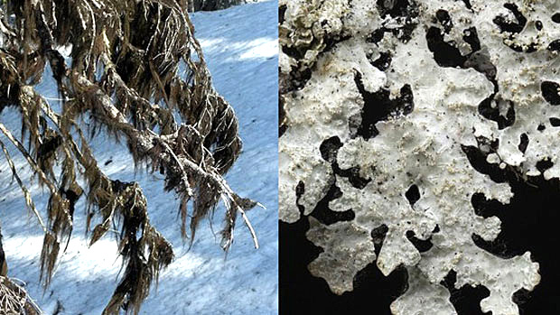 Bidders can buy the rights to name these two new species of lichen.