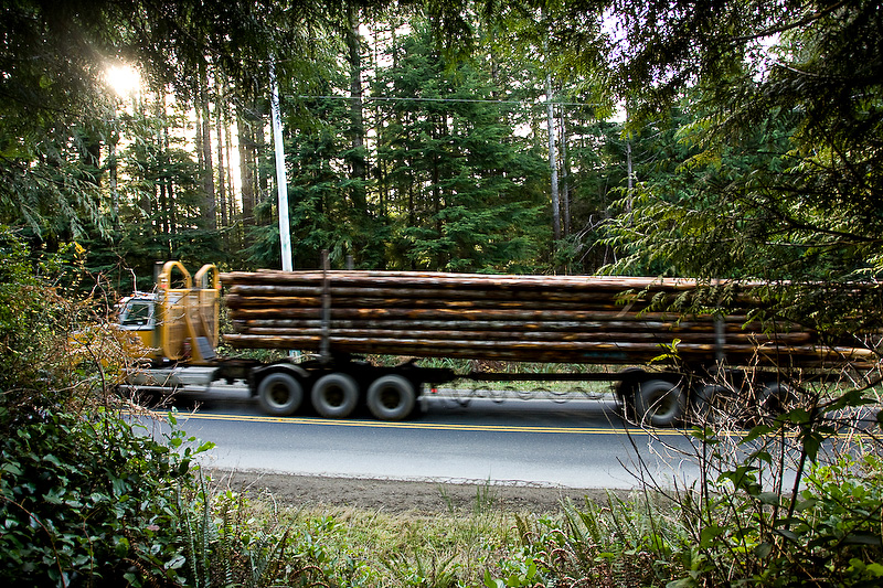 Much of Vancouver Island's second-growth forest is being logged quickly and shipped out of BC as raw logs instead of being processed and manufactured at local mills.