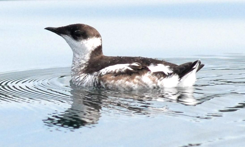 A Marbled Murrelet floats on the sea.