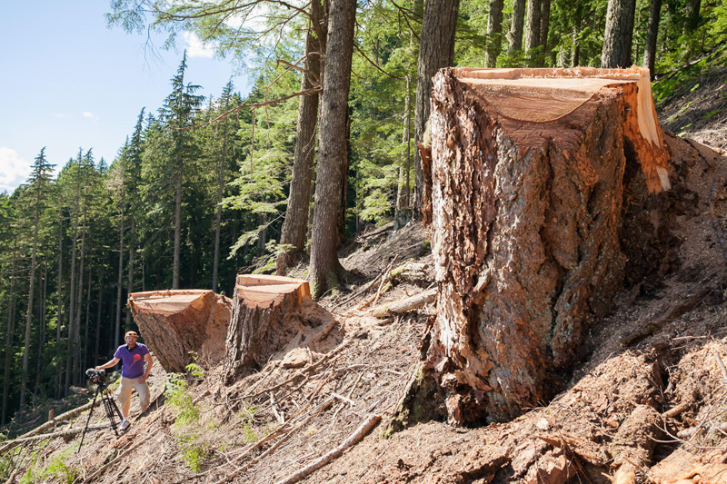 Recent old-growth logging by Island Timberlands on McLaughlin Ridge near Port Alberni.
