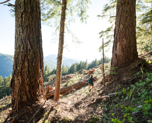 Recent old-growth logging by Island Timberlands on McLaughlin Ridge near Port Alberni.