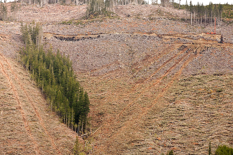 The scarred landscape of an Island Timberlands clearcut along the McLaughlin Ridge from Oct. 2011. Approximately 400 hectares of the original 500 HA of old-growth remains along the ridges' core.