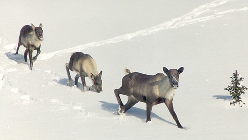 Mountain Caribou are Canada's largest old-growth dependent animal.
