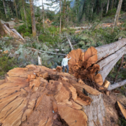 Nahmint-Valley-May-2018-442-L Ancient Forest Alliance campaigner Andrea Inness walks beside an enormous