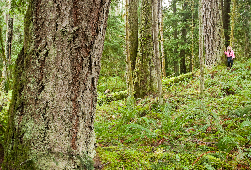 Nanoose Bay resident Helga Schmitt walks through the endangered old-growth coastal Douglas fir forest which the province has approved for logging by the Snaw-naw-as First Nation despite pleas by local governments and community groups to save the area.