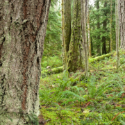 Helga Schmitt's home borders a piece of land for which a timber harvesting licence has been issued. The Nanoose First Nation received the licence to harvest 15