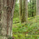Helga Schmitt's home borders a piece of land for which a timber harvesting licence has been issued. The Nanoose First Nation received the licence to harvest 15