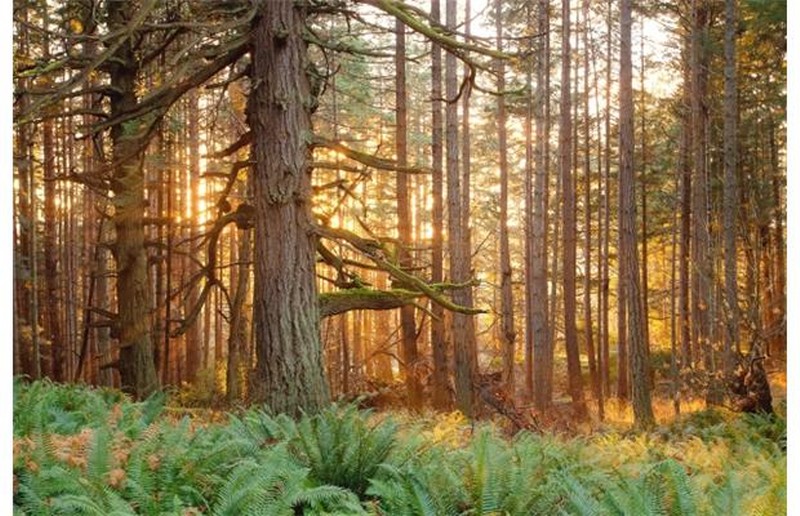 B.C. landscape diversity includes this 0ld-growth Coastal Douglas fir forest in Metchosin on southern Vancouver Island. Just over 15 per cent of B.C. has designations granting the highest level of protections.