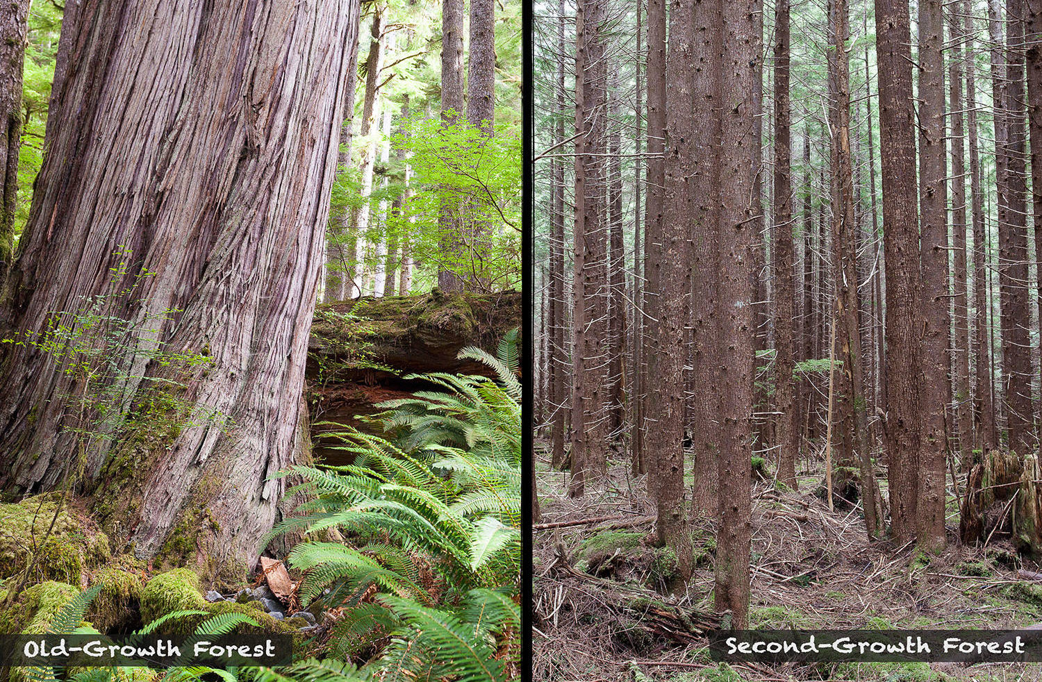 VIDEO: Old-Growth Forests vs. Second-Growth Plantations: The Differences