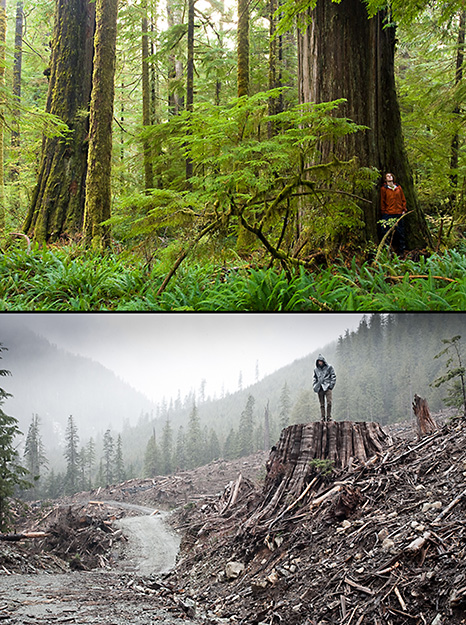 Example of spectacular temperate rainforest on Vancouver Island contrasted with nearby logging of old-growth forest.